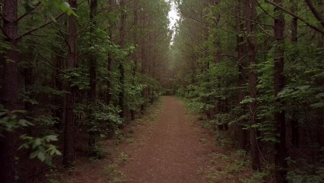 Drone Flies Over Wooded Trail