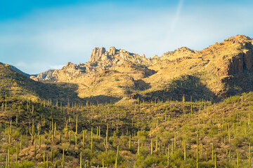 Rolling moutain hills with some shade covered in saguaro cactuses in the sonora desert moutains in arizona wilderness