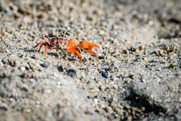 Fiddler crabs, Ghost crabs orange red small male sea crab colorful. One claw is larger and used to wave and act as a weapon in battle. wildlife lifestyle small animals living in the mangrove forest - obrazy, fototapety, plakaty
