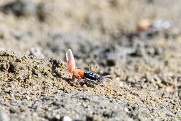 Fiddler crabs, Ghost crabs orange red small male sea crab colorful. One claw is larger and used to...