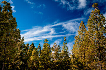 pinos y cielo