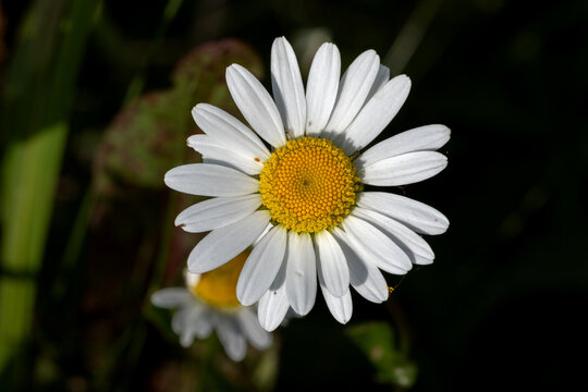 A macro photo of a daisy flower.