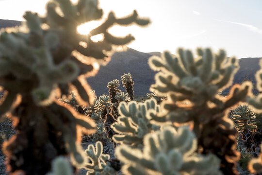 Cholla Cactuses in Joshua Tree NP