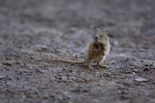 A mouse in the Reserva Nacional Los Flamencos in Antofagasta, Chile.