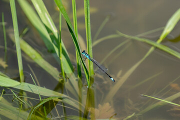 A Common blue damselfly (Enallagma cyathigerum) at rest by the water.