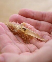 hand holding a shrimp