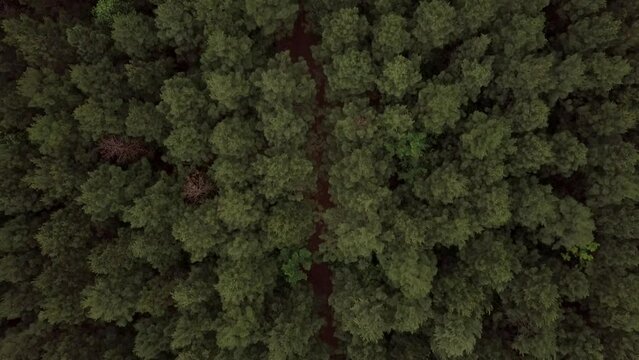 Drone Looks Down at Forest Treetops