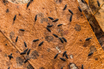 Snow Fleas or Winter Springtails - Hypogastrura nivicola