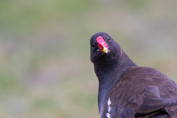 Common moorhen (Gallinula chloropus) closeup portrait with a funny expression.