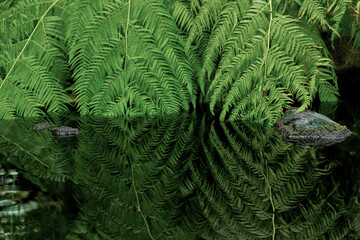 Fern leaves dip into the water, meeting their reflection.