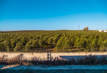 Beautiful view of olive plantation in Spain