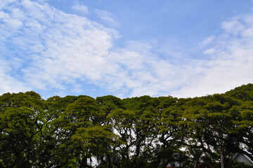 Beautiful nature. Green trees and bright blue sky. Tree and sky. Concept for background
