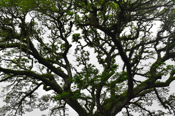 Fototapeta premium Close-up large Samanea saman tree with branch. Green cover. Canopy of a rain-tree (Samanea saman)