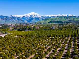 A Southern California Orange Grove from a UAV Drone with a Snowy Mountain in the Background