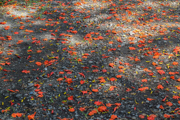 The red phoenix flower fell on the ground. Flamboyant, Royal Poinciana tree and Mohur.