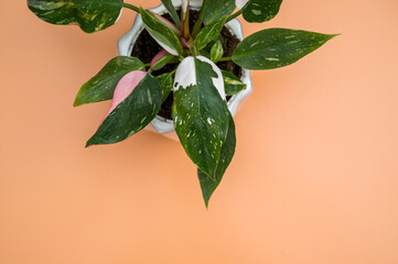 White Princess Princess Philodendron in a pot on orange background © Kelsey