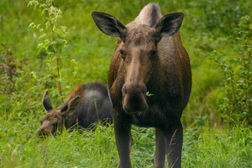 Naklejka na ściany i meble A Cow Moose in Alaska standing in Grassy Meadow Eating with its Calf Baby