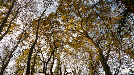 forest background sunset low angle view