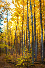 Autumn in the forest, golden leaves, vertical tree branches