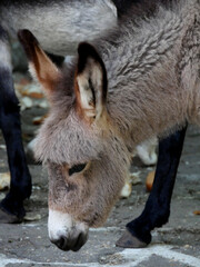 Fototapeta premium âne gris
