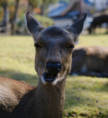 Fototapeta premium portrait of deer at Nara, Japan 나라 사슴공원 