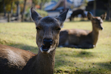 Fototapeta premium portrait of deer at Nara, Japan 나라 사슴공원 