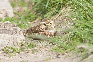 Burrowing owl on her nest on the soil 