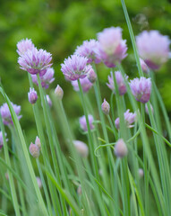 Ciboulette en fleur, extérieur, jour, vertical