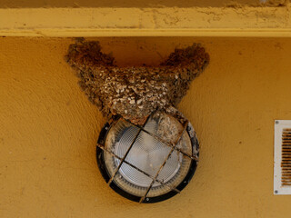 nid d'hirondelles © Marcel