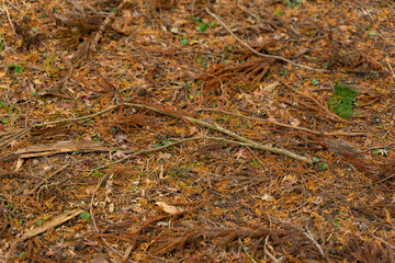 枯れ枝、落ち葉にまみれる