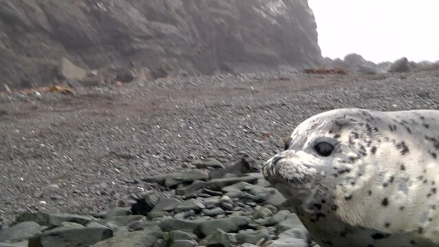 Portrait of male northern fur seal animal. Pinnipeds animals seal in wild on background of stones and rocks in wild nature.