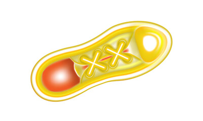 Yellow sneaker isolated. Casual and sport shoe. Fashion sneakers top view. Art vision design Ad for kids or young vivid style. png