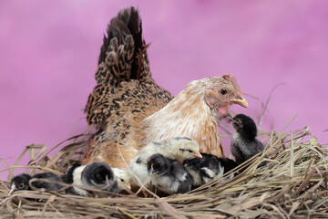 A mother hen is playing with her newly hatched babies while incubating her eggs. This animal has...