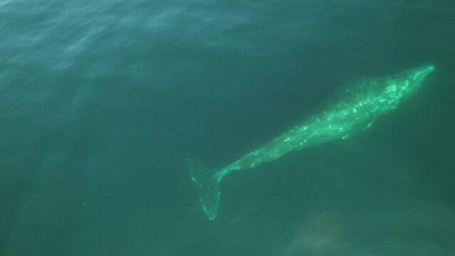 Grey California Whale (Eschrichtius robustus) in clear ocean water. Watch an exclusive unique collection of video footage about whales.