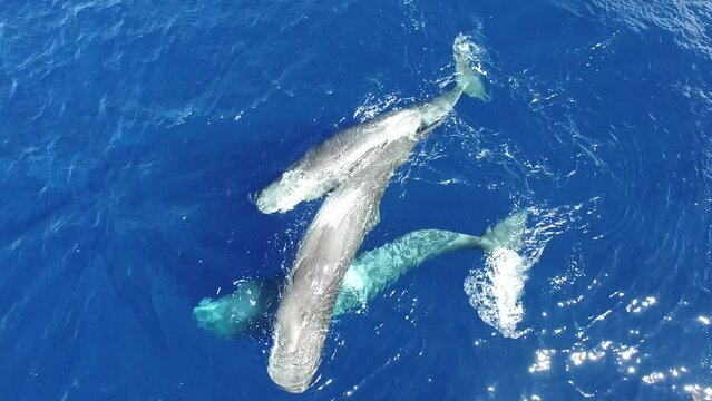 Beautiful swimming Sperm whales play together near surface of ocean water. Top view. More videos in unique exclusive collection about sperm whales and other marine animals
