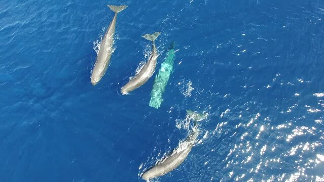 Sperm whales near surface of ocean water. Top view. Group of marine animals of sperm whales swim in blue ecosystem ocean. More videos in collection about sperm whales and other marine animals.