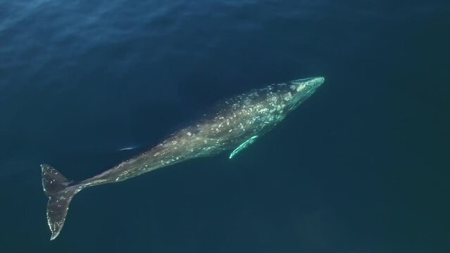 Top view Grey California Whale in clear ocean water. Watch an exclusive unique collection of video footage about whales.