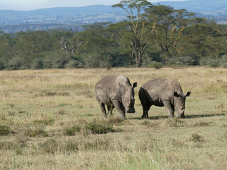Wide mouth  white  rhinoceros Maasai Mara