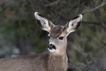 Portrait shot of young Mule Deer (Odocileus hemionus) looking at camera. Grand Canyon National Park. Forest in background.
