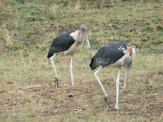 Marabou storkMaasai Mara National Reserve,Kenya .
