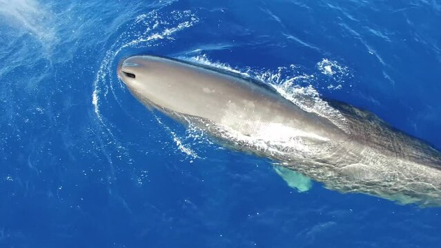 Lonely sperm whale near surface of ocean water. More videos in a unique exclusive collection about sperm whales and other marine animals.