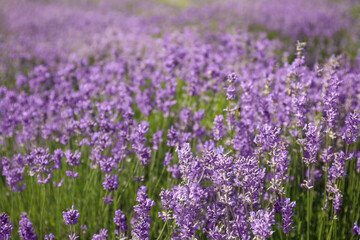 Fototapeta premium Beautiful blooming lavender field on summer day