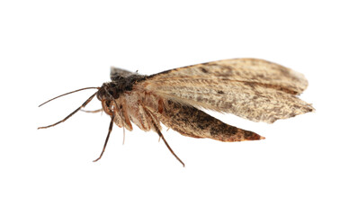 Fototapeta na wymiar Single Alcis repandata moth isolated on white