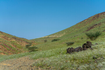 saudi arabian desert in winter  season with goat farming