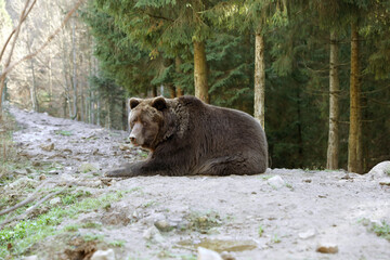 Obraz na płótnie Canvas Adorable brown bear in zoo. Wild animal