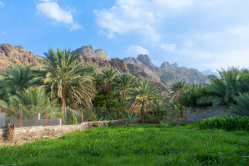 Fototapeta na wymiar saudi arabian mountains with greenery 