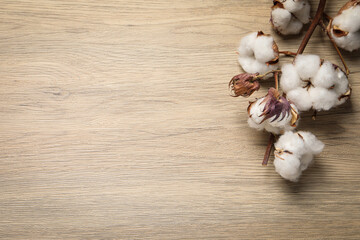 Dry cotton branch with fluffy flowers on wooden table, flat lay. Space for text