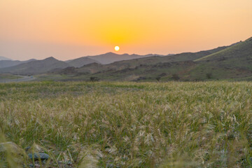 saudi arabian mountains with greenery 