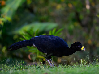 Male Great Curassow foraging on green grass in Costa Rica, Portrait