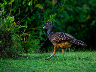 Female Great Curassow foraging on green grass in Costa Rica, Portrait